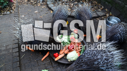 Weißschwanz-Stachelschwein (4).jpg